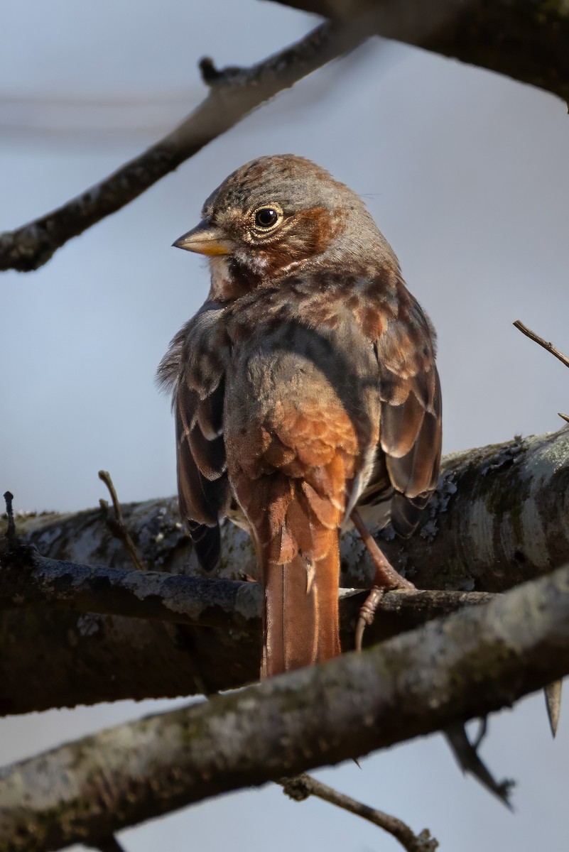 Fox Sparrow - ML630331820