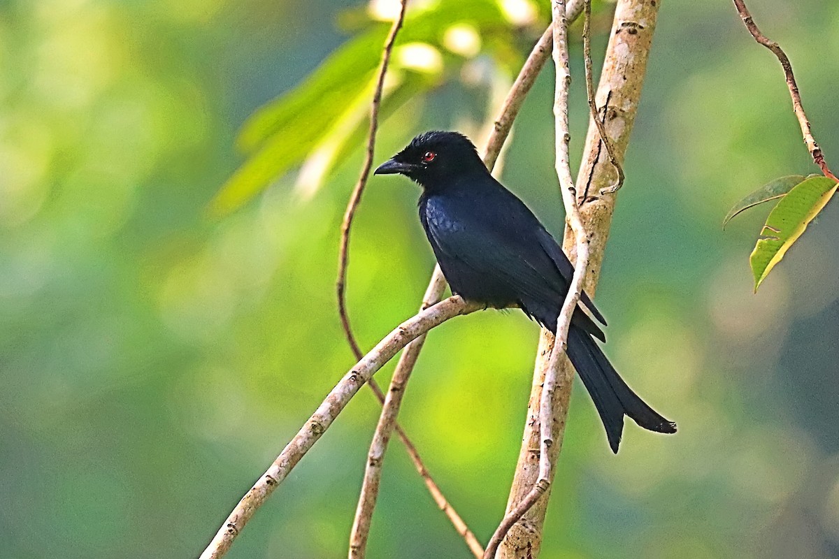 Drongo Modesto (atactus) - ML630331840