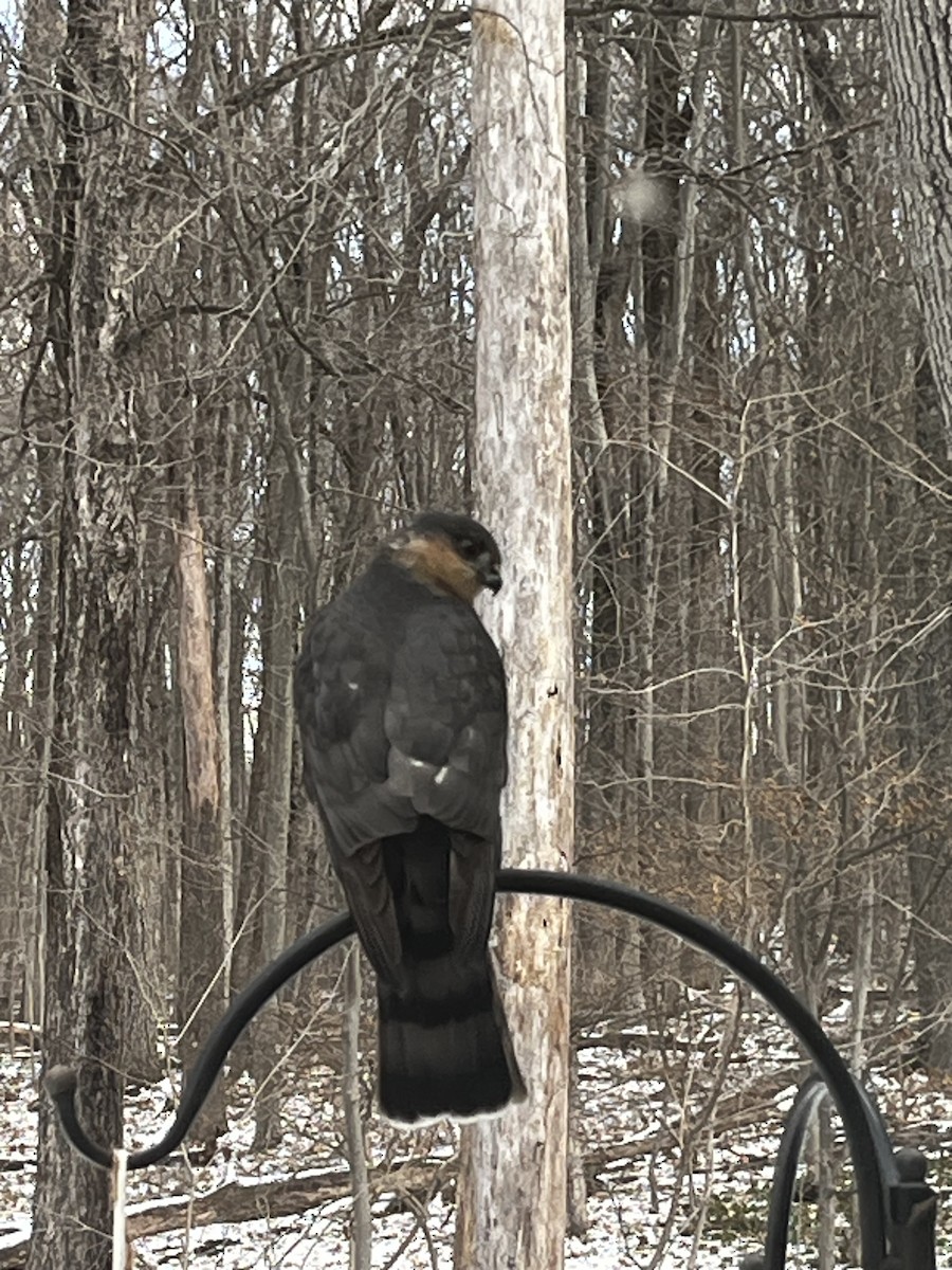 Sharp-shinned Hawk - ML630331892