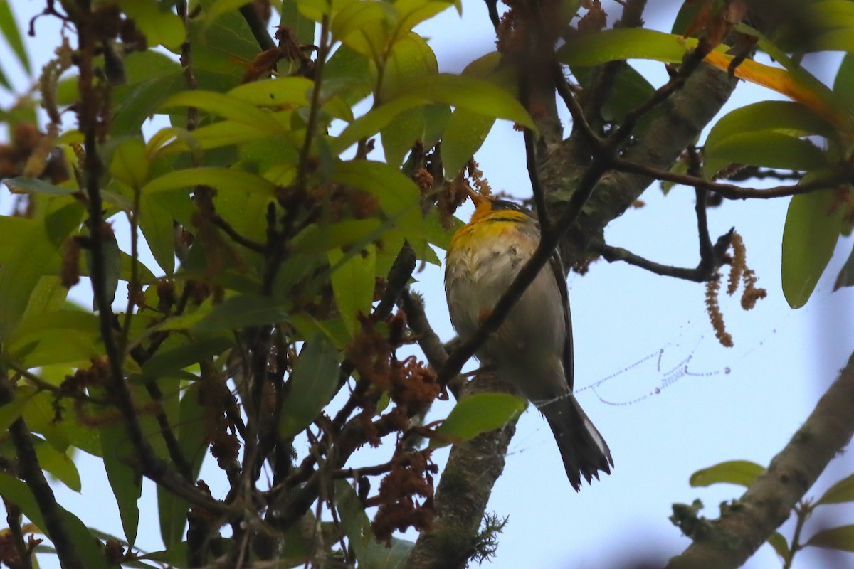 Northern Parula - ML630331999