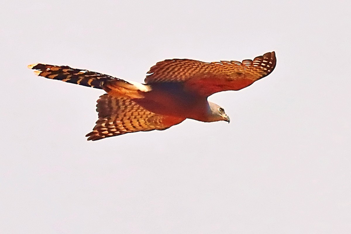 Long-tailed Hawk - ML630332091