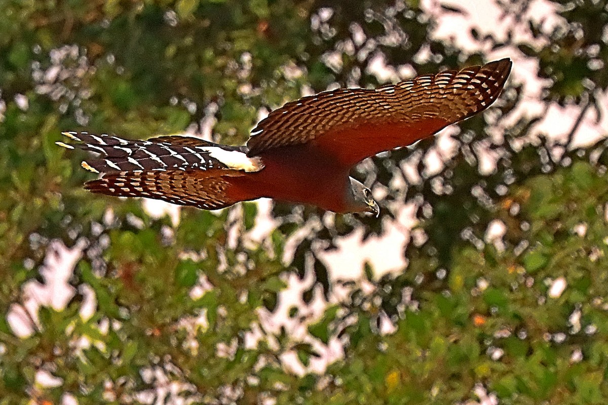 Long-tailed Hawk - ML630332092