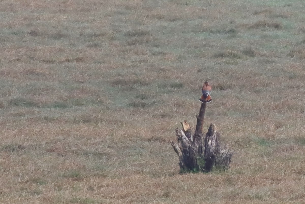 American Kestrel - ML630332275