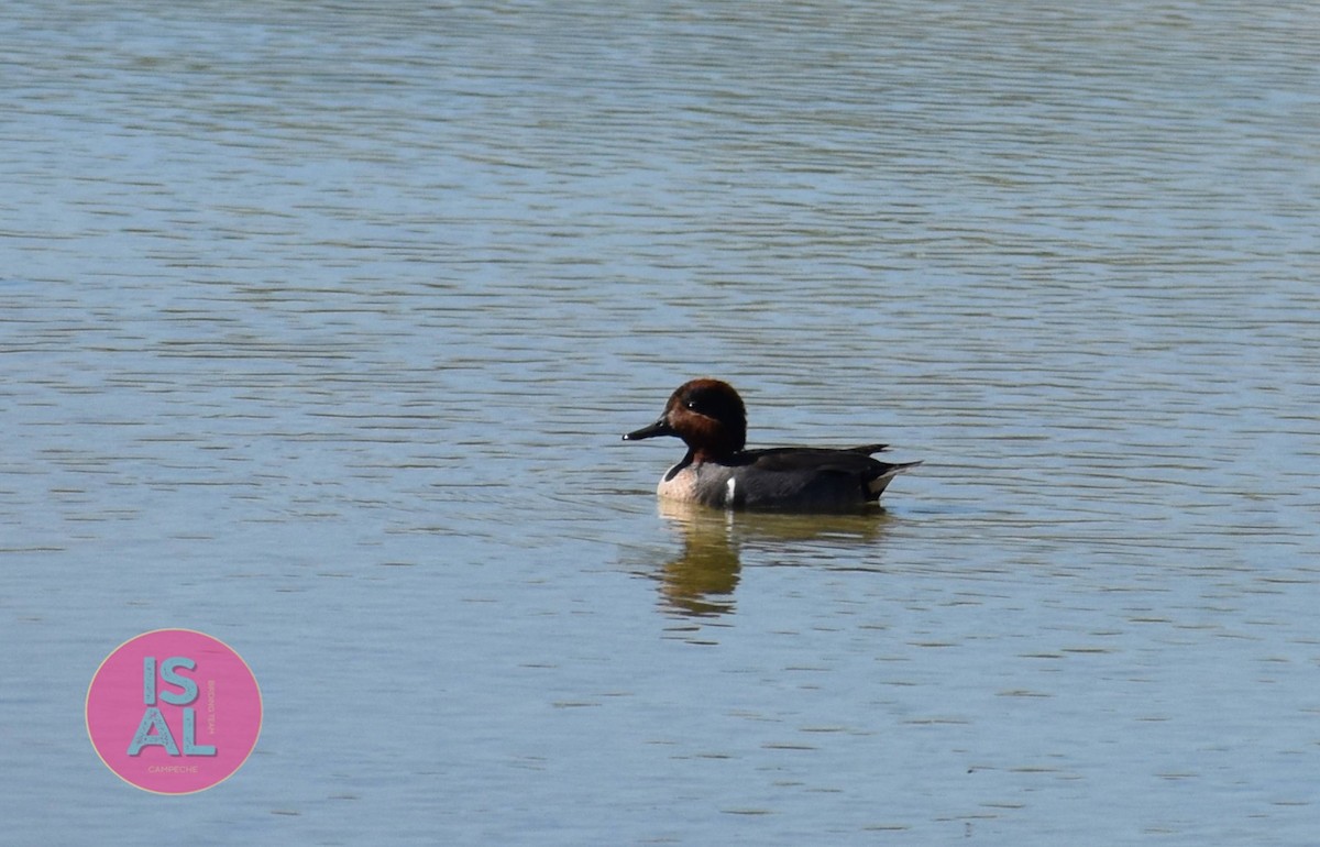 Green-winged Teal - ML630332571