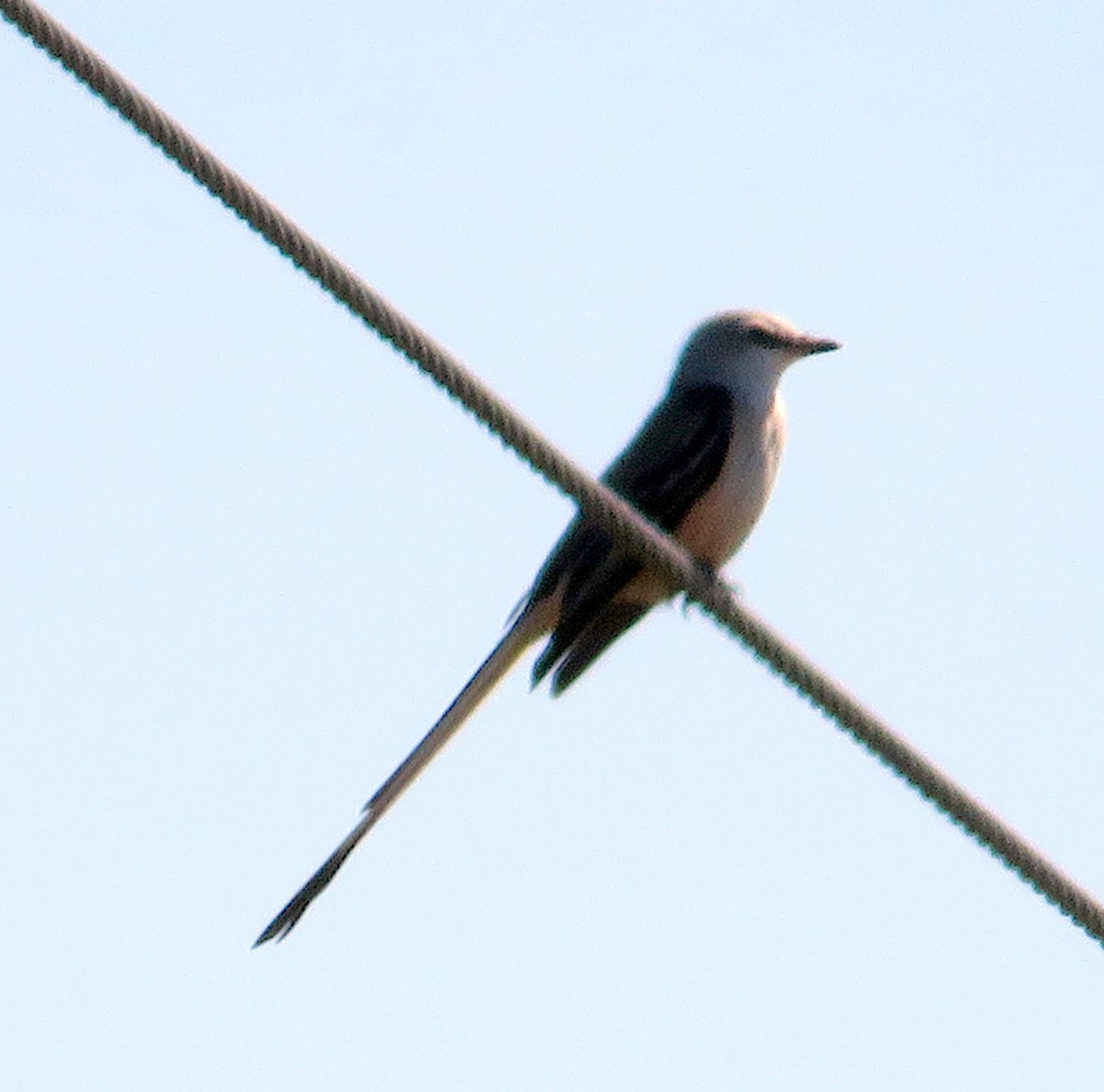 Scissor-tailed Flycatcher - ML630332724