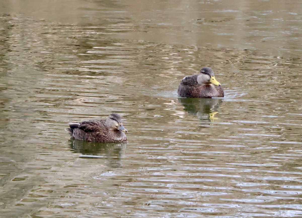 Mallard x American Black Duck (hybrid) - ML630332801