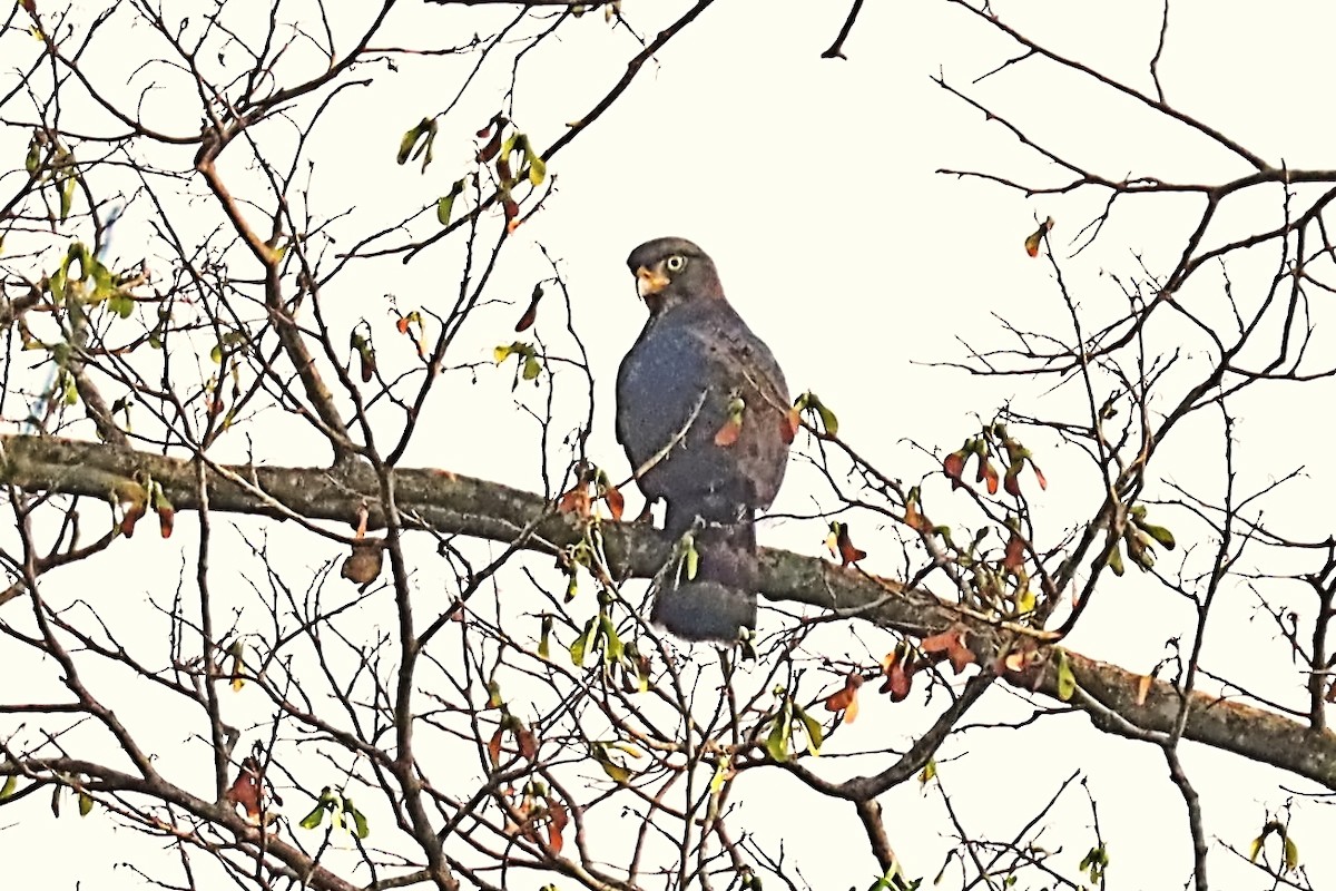 Congo Snake-Eagle - ML630332885