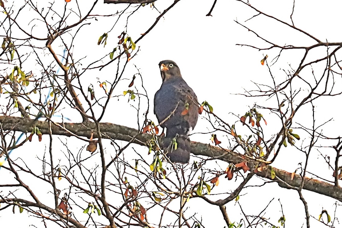 Congo Snake-Eagle - ML630332886