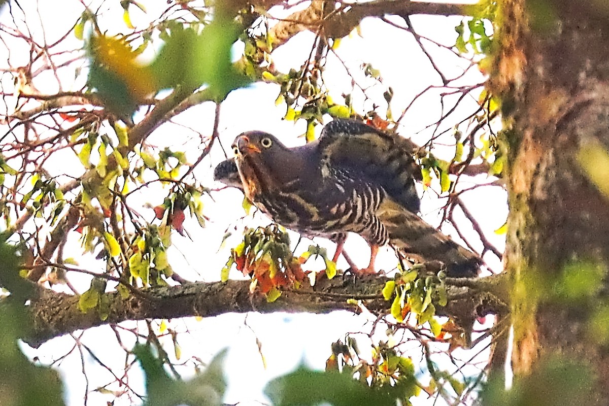 Congo Snake-Eagle - ML630332887