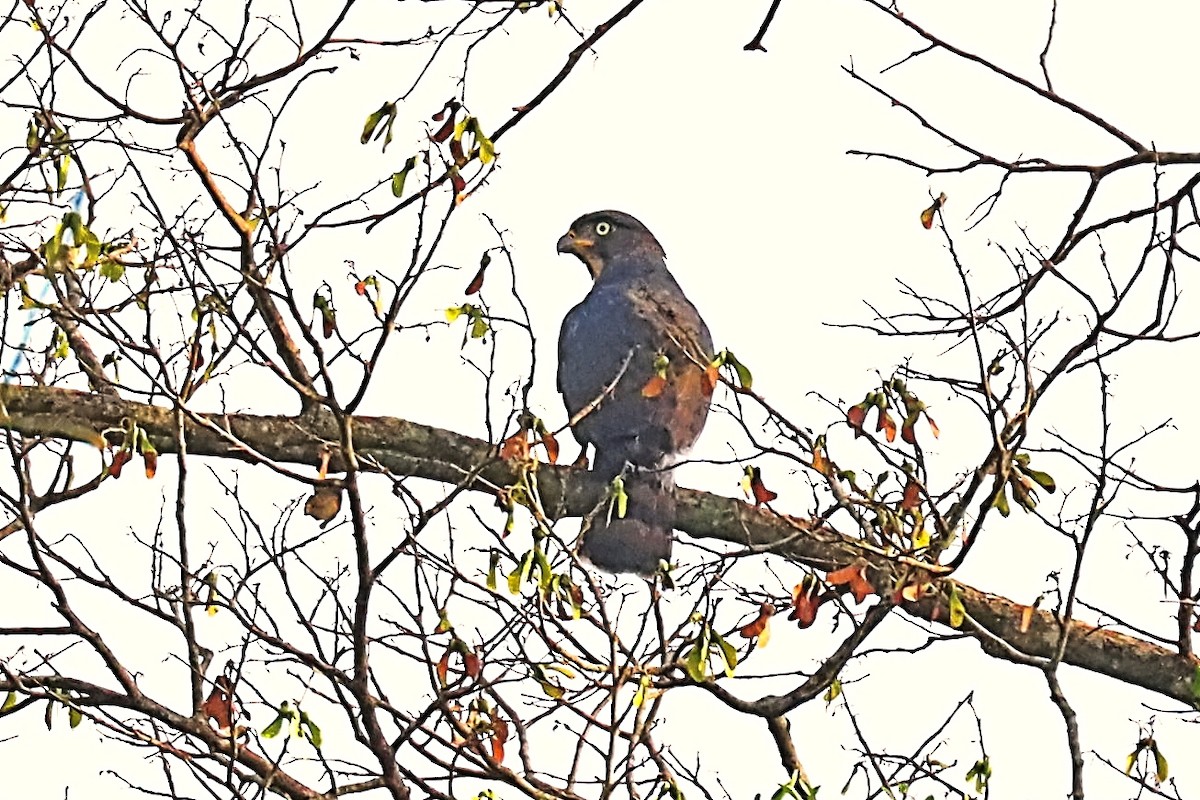 Congo Snake-Eagle - ML630332888