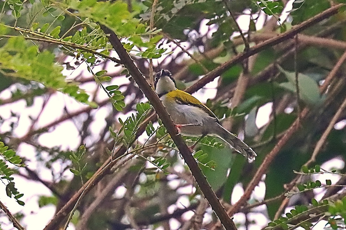 Черношапочный апалис (nigriceps) - ML630333090
