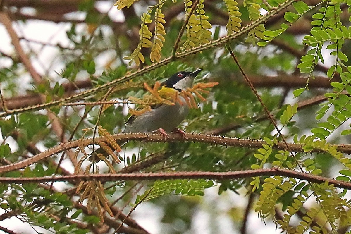 Черношапочный апалис (nigriceps) - ML630333091