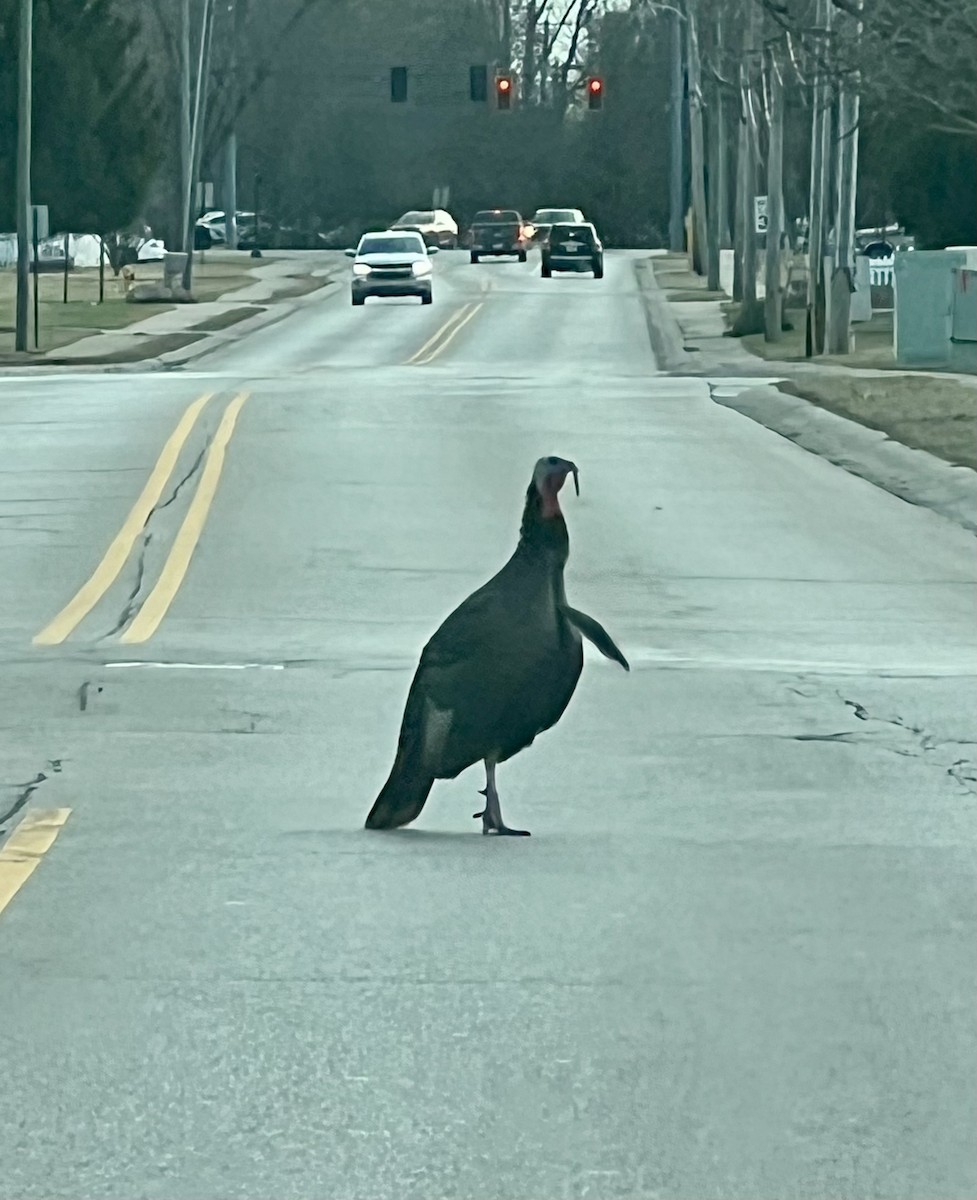 Wild Turkey - ML630333104