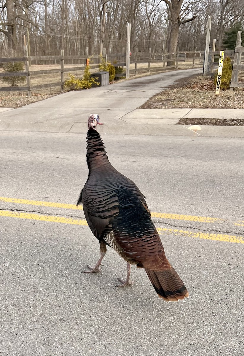 Wild Turkey - ML630333105