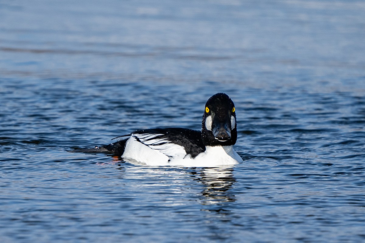 Common Goldeneye - ML630333118