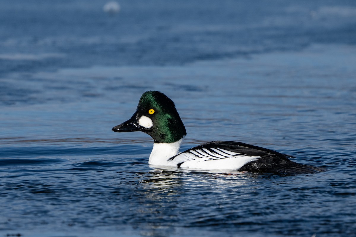 Common Goldeneye - ML630333120