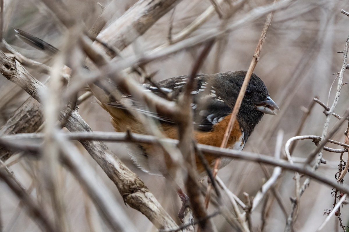 Spotted Towhee - ML630333140