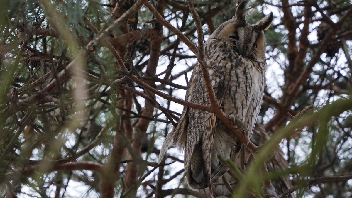 Long-eared Owl - ML630333152