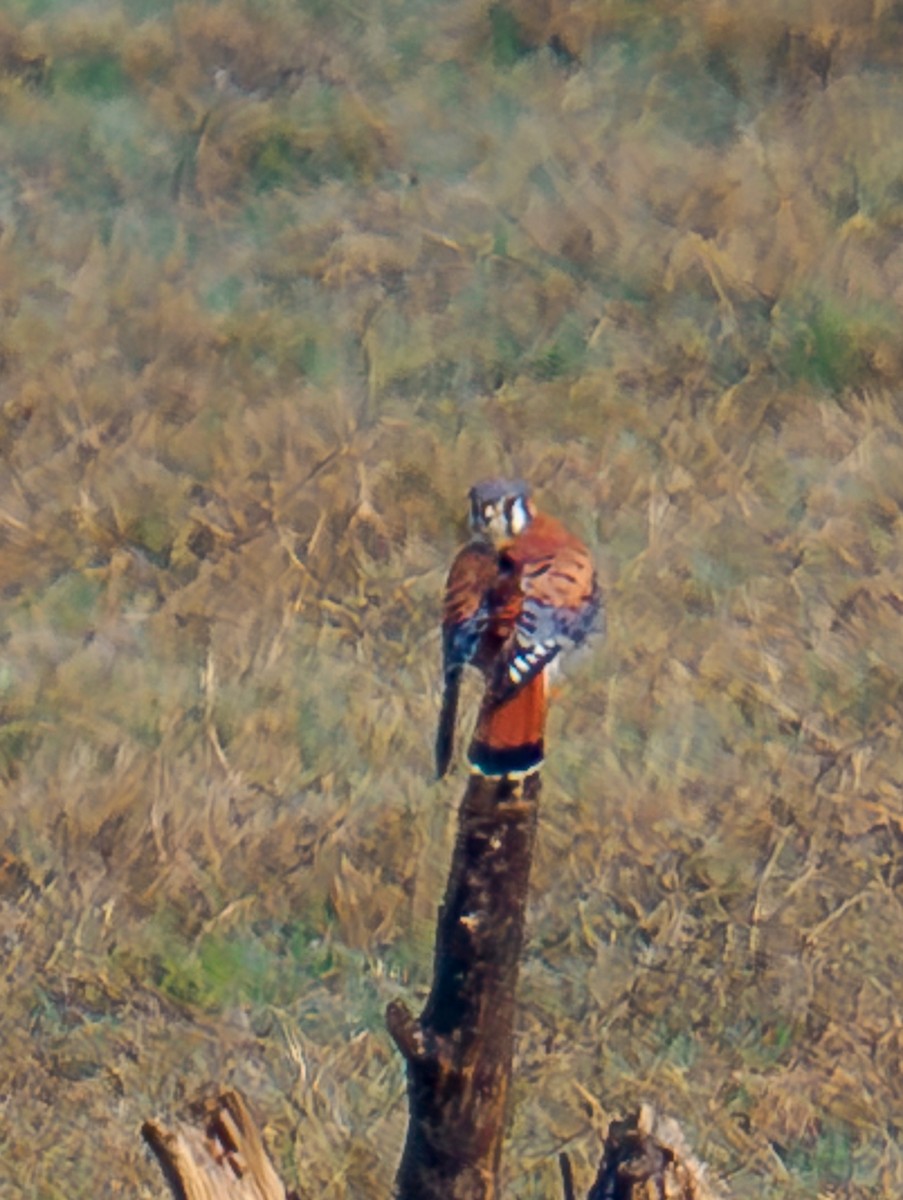 American Kestrel - ML630333221