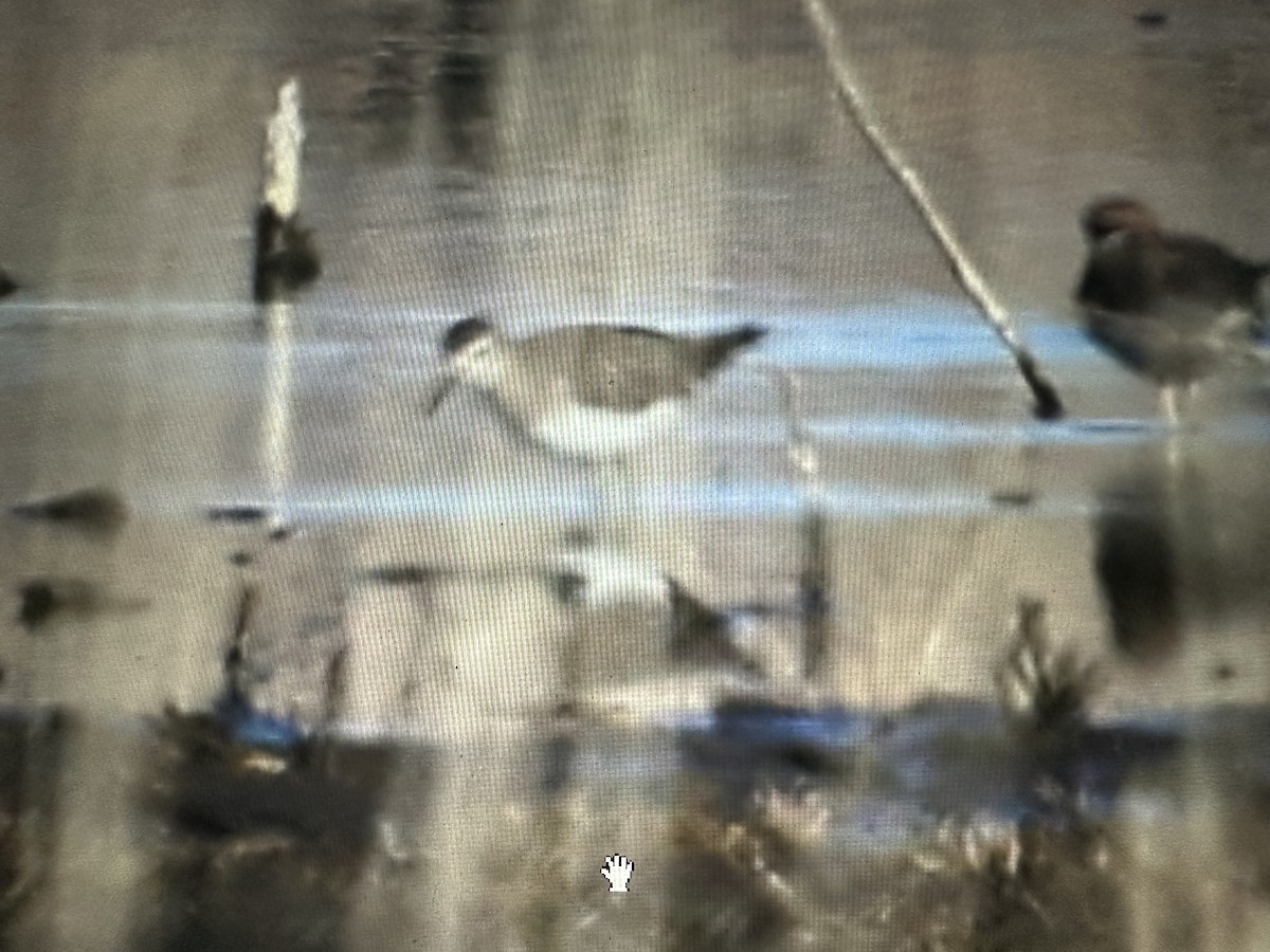 vodouš samotářský - ML630333239