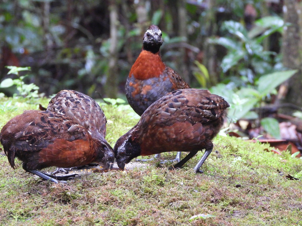 Rufous-breasted Wood-Quail - ML630333458