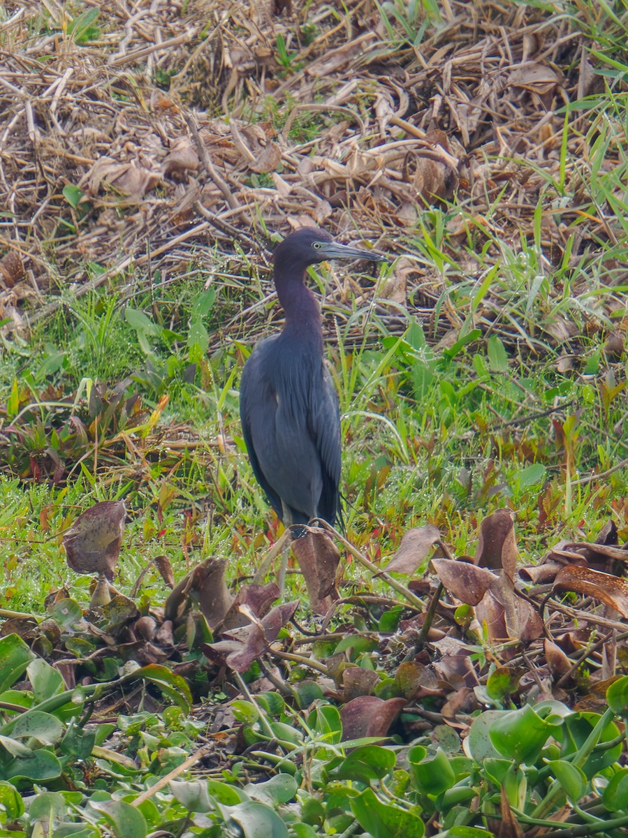 Little Blue Heron - ML630333560