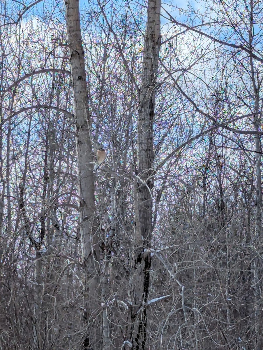 Red-shouldered Hawk - ML630333673
