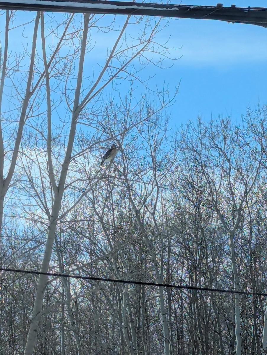 Red-shouldered Hawk - ML630333674