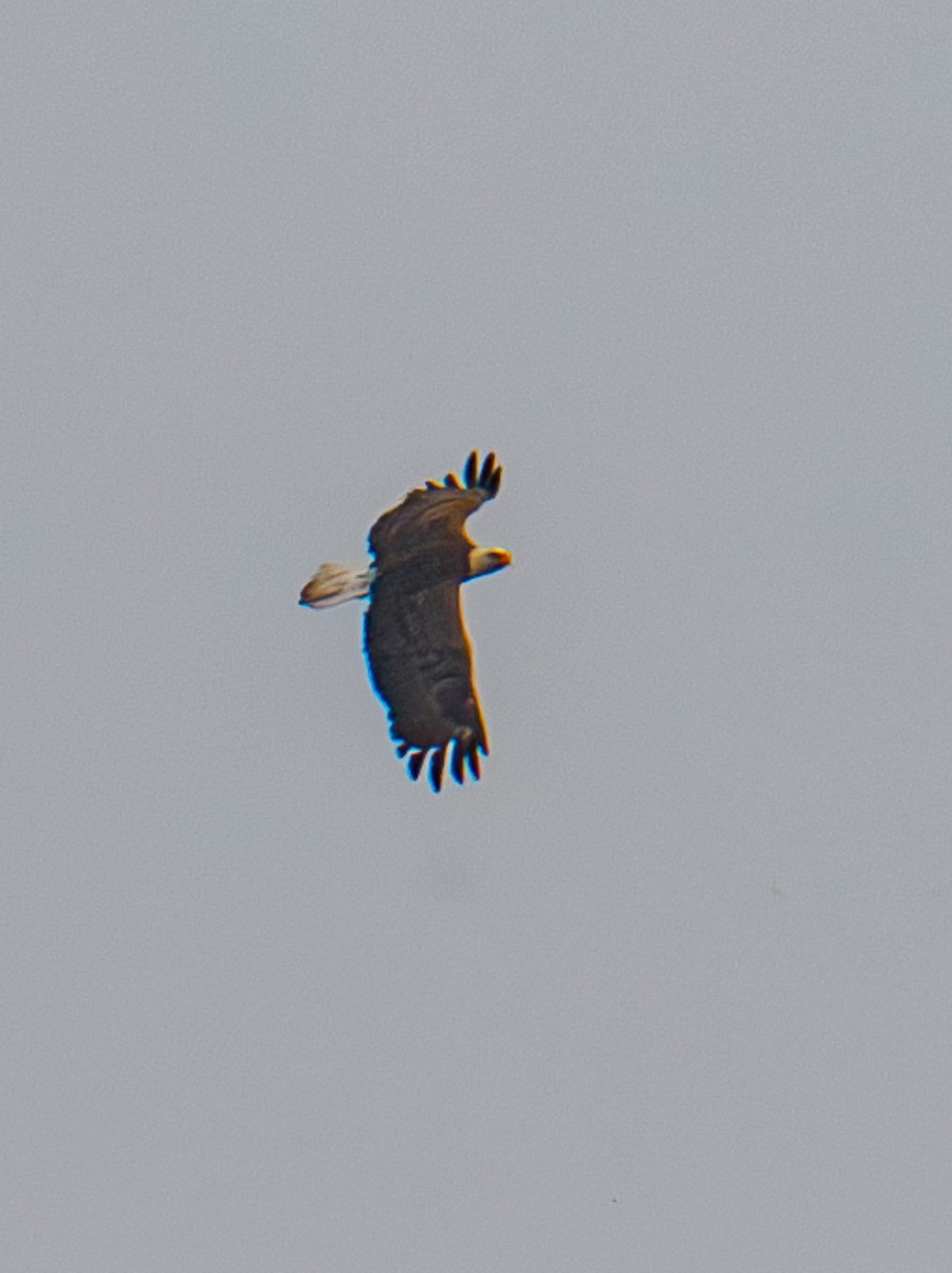 Bald Eagle - ML630333687