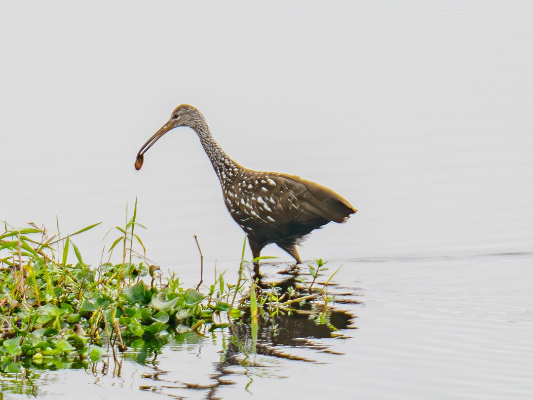 Limpkin - ML630333723