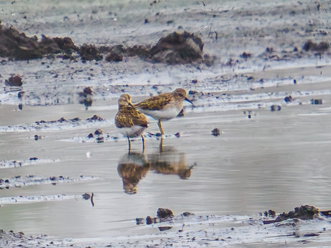 Least Sandpiper - ML630333805