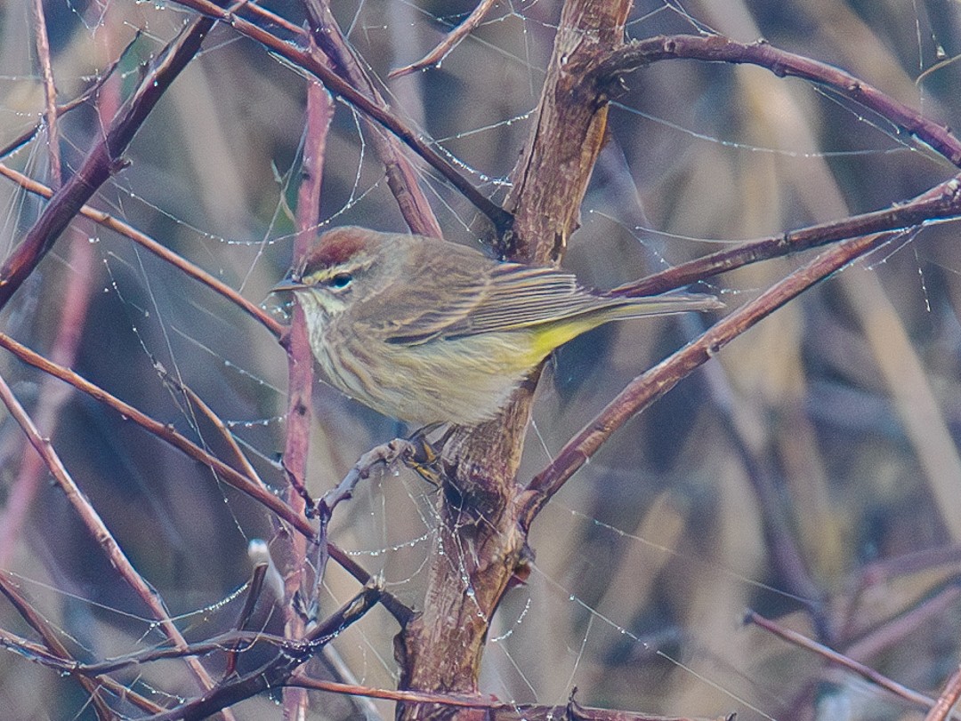 Palm Warbler - ML630333993