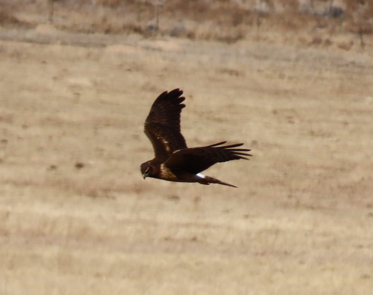 Busard des marais - ML630334051