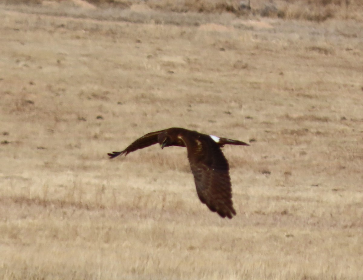 Busard des marais - ML630334052