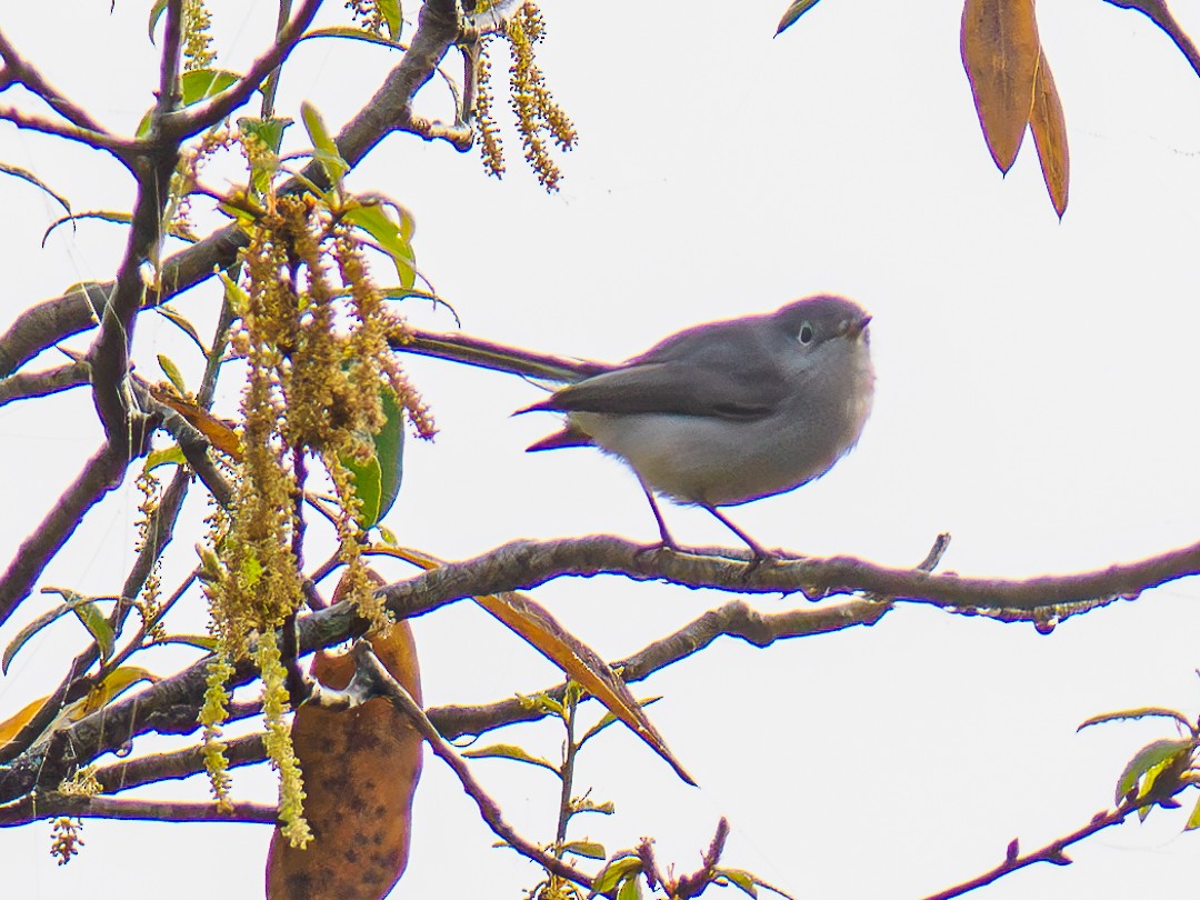 Blue-gray Gnatcatcher - ML630334072