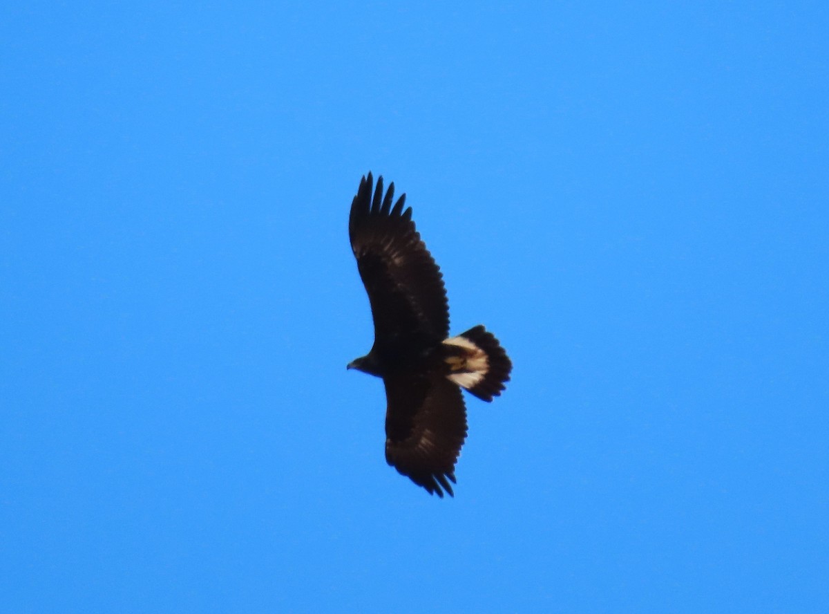 Golden Eagle - ML630334151