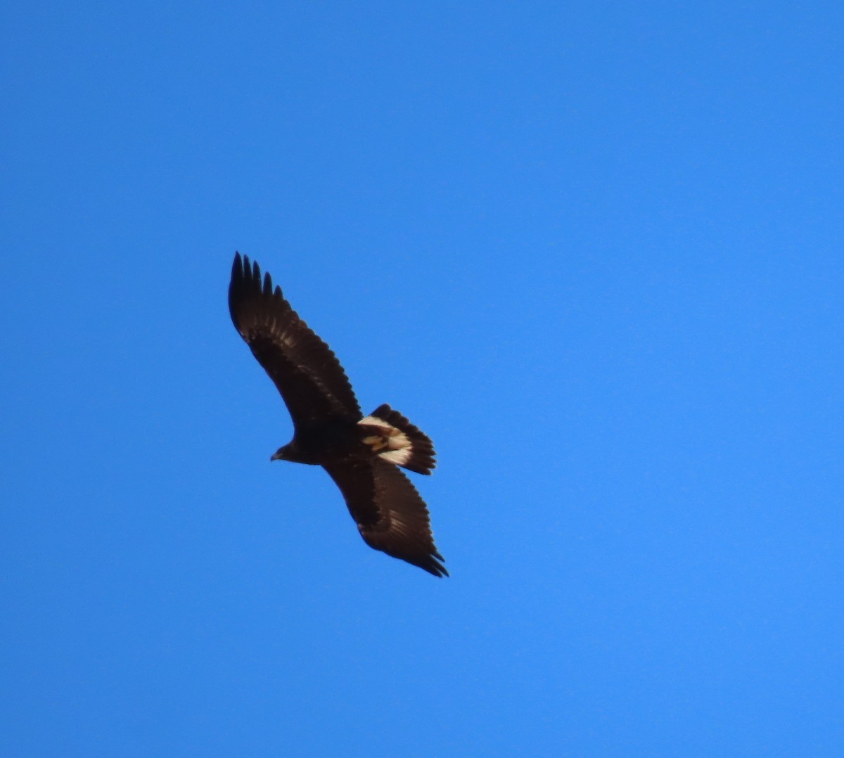 Golden Eagle - ML630334152