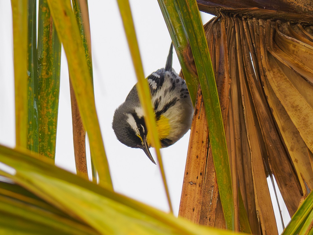 Yellow-throated Warbler - ML630334225