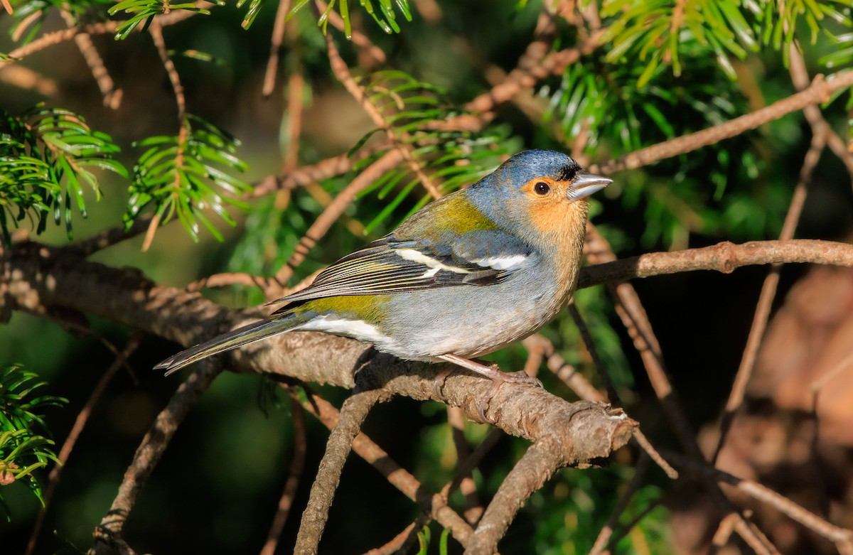 Madeira Chaffinch - ML630334254