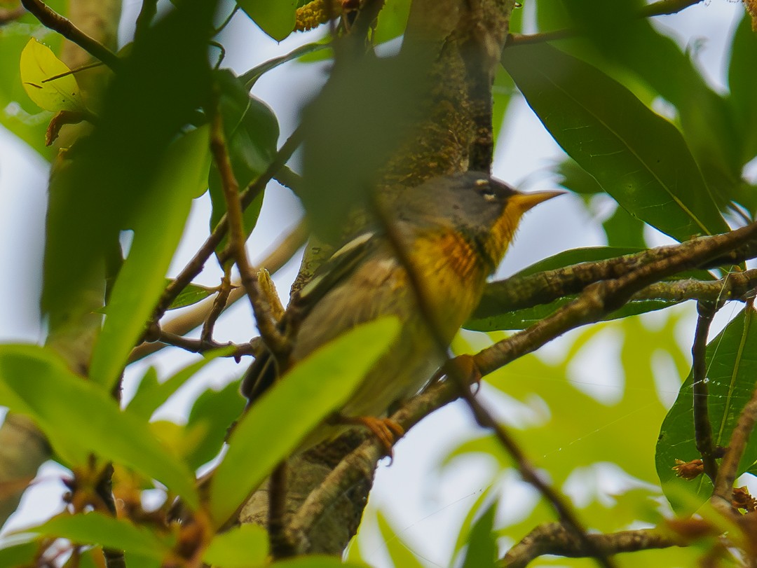 Northern Parula - ML630334276