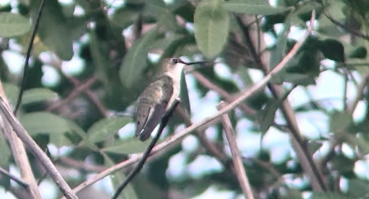 Ruby-throated Hummingbird - ML630334277