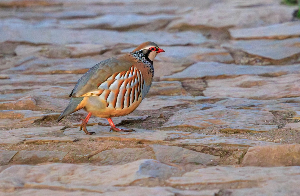 Red-legged Partridge - ML630334313