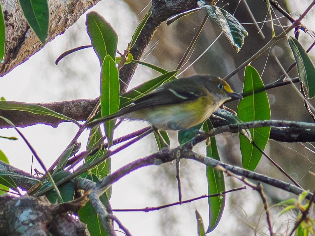 White-eyed Vireo - ML630334359