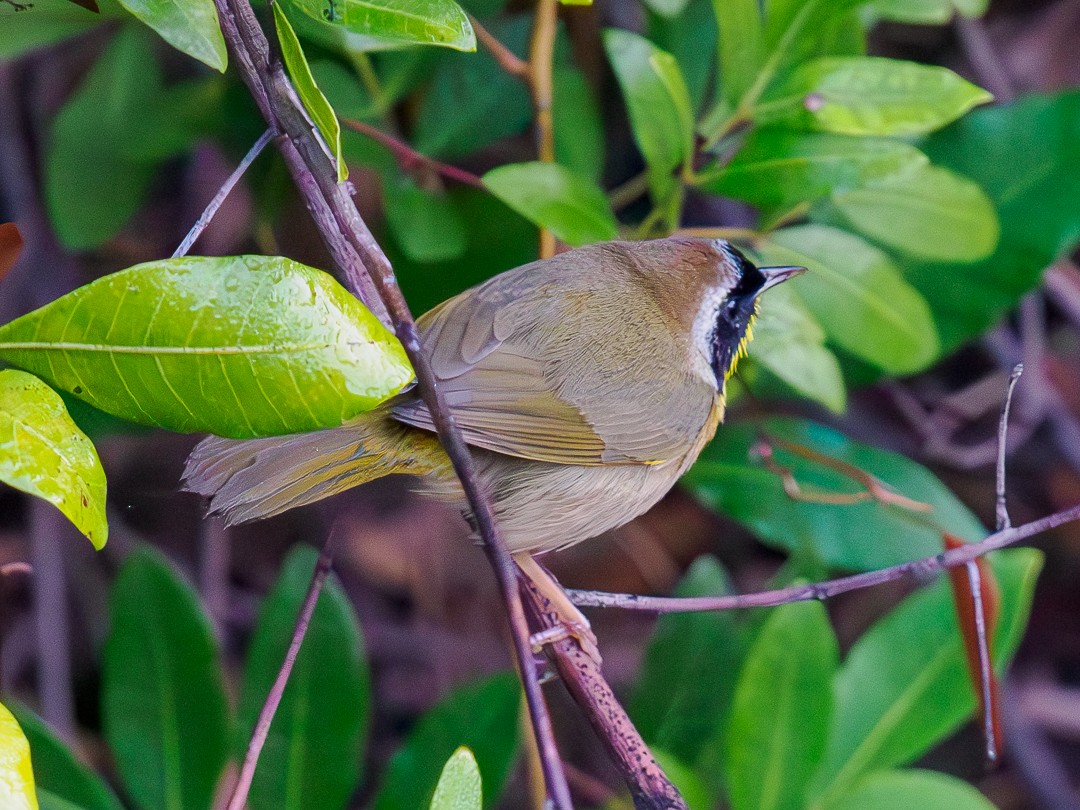 Common Yellowthroat - ML630334396