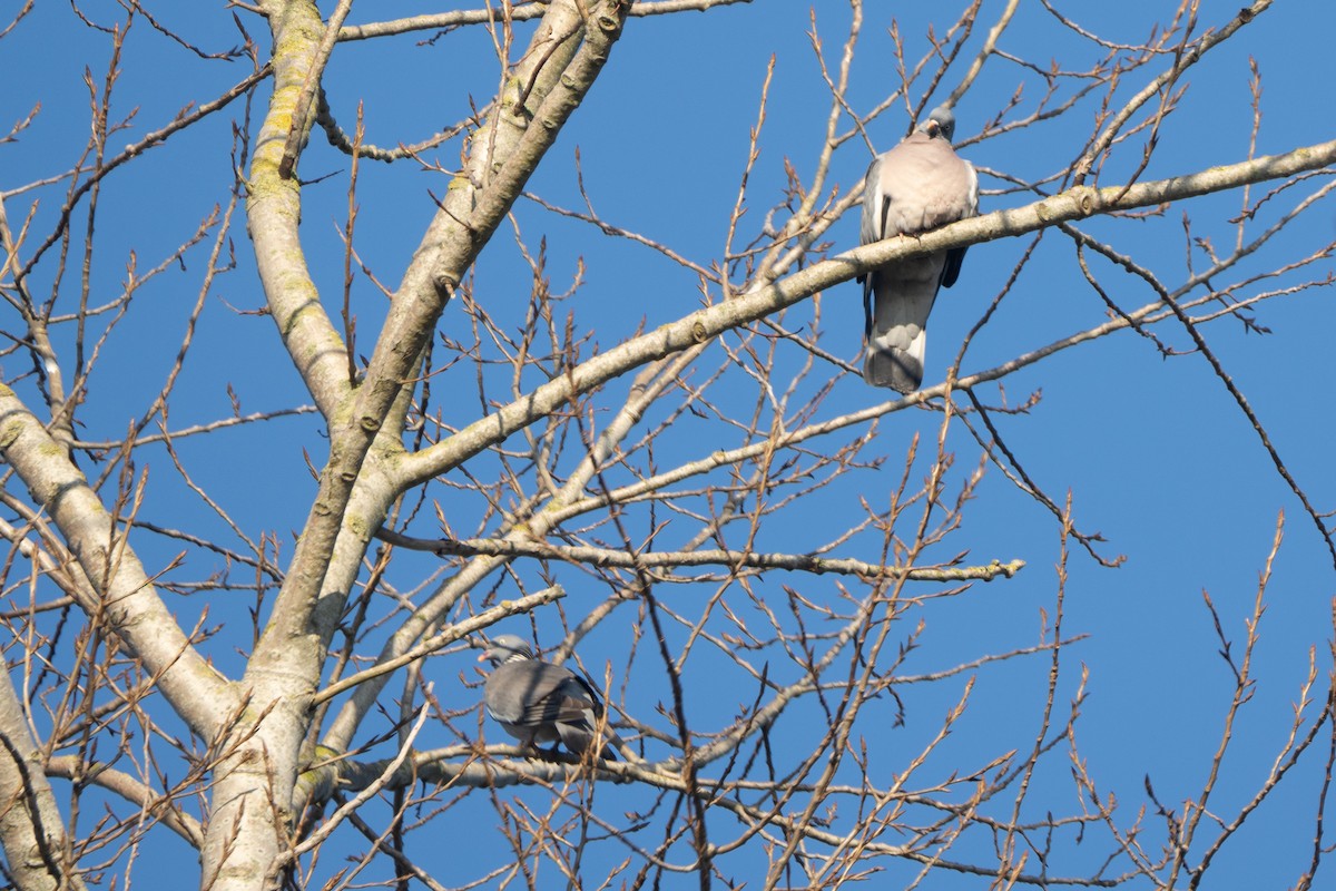 Common Wood-Pigeon - ML630334468