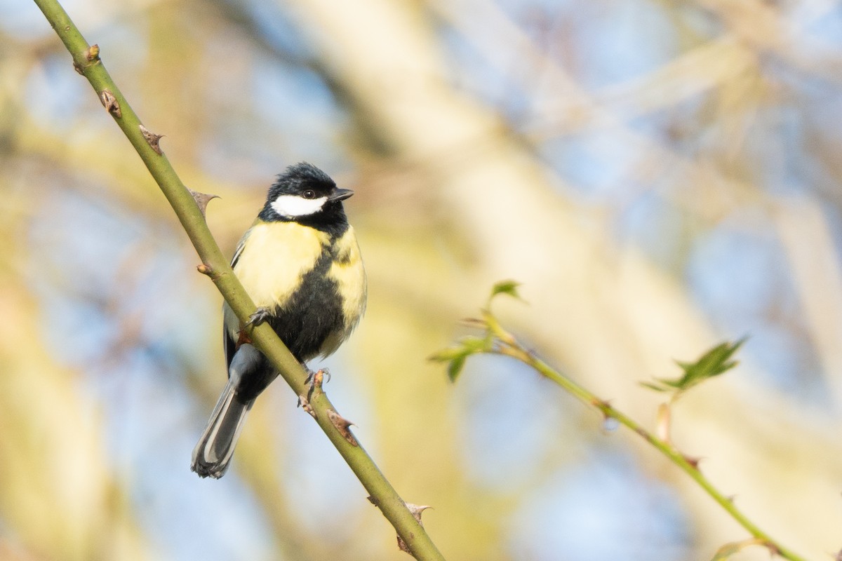 Great Tit - ML630334487