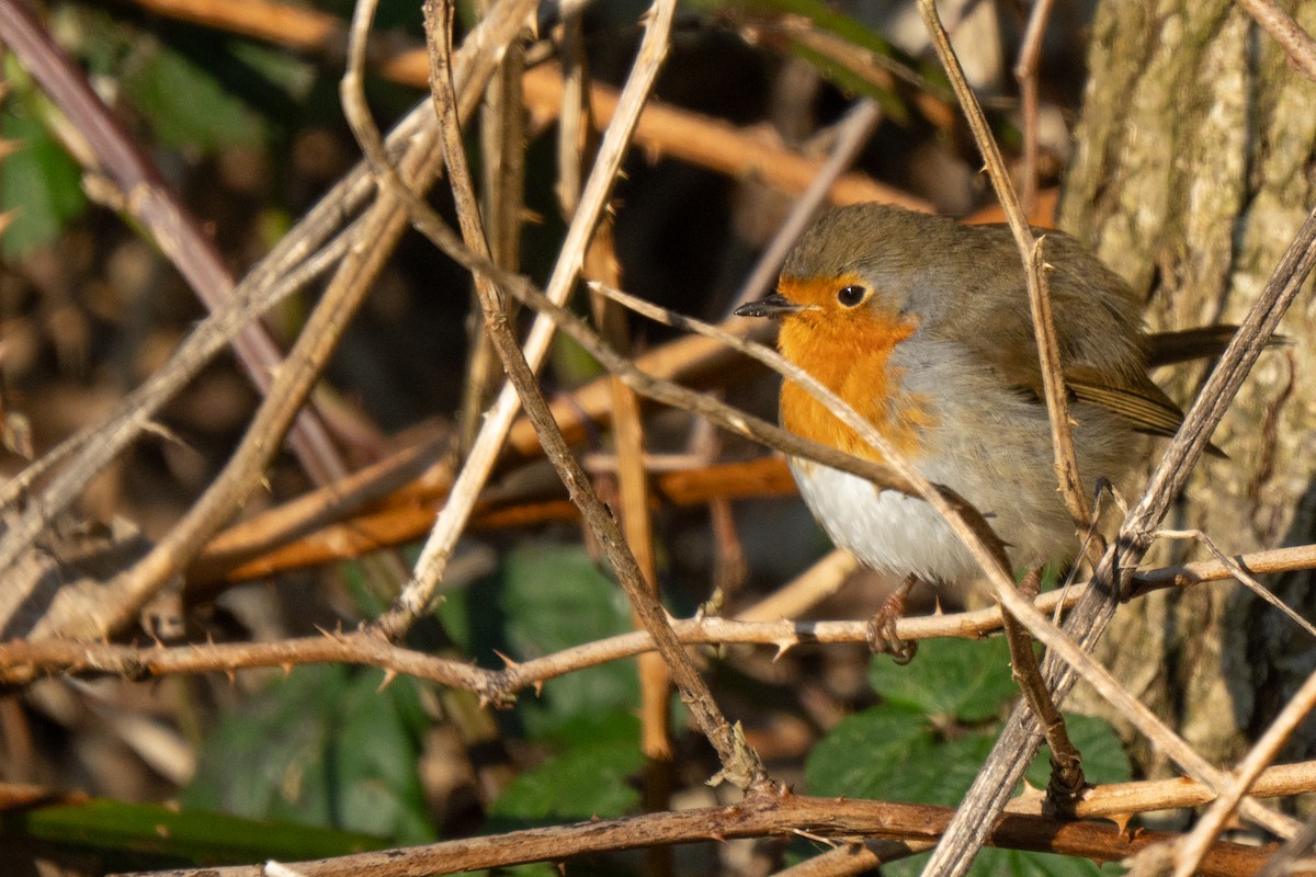 European Robin - ML630334505