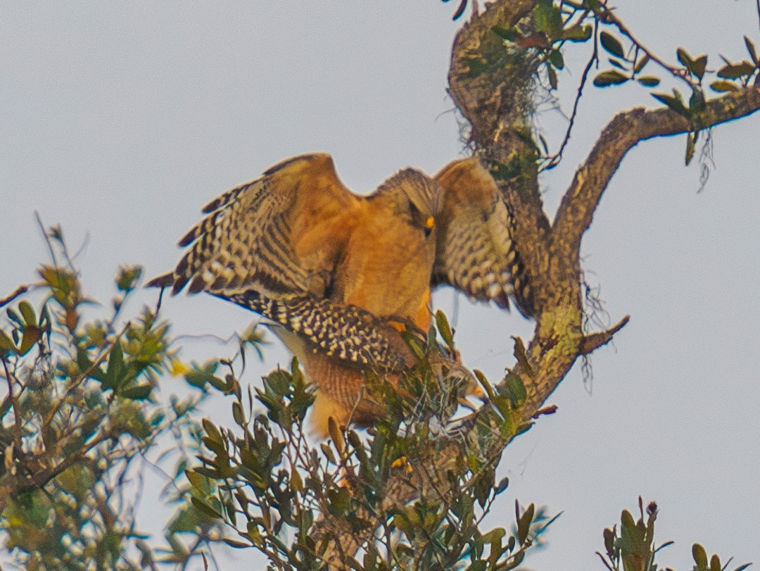 Red-shouldered Hawk - ML630334531