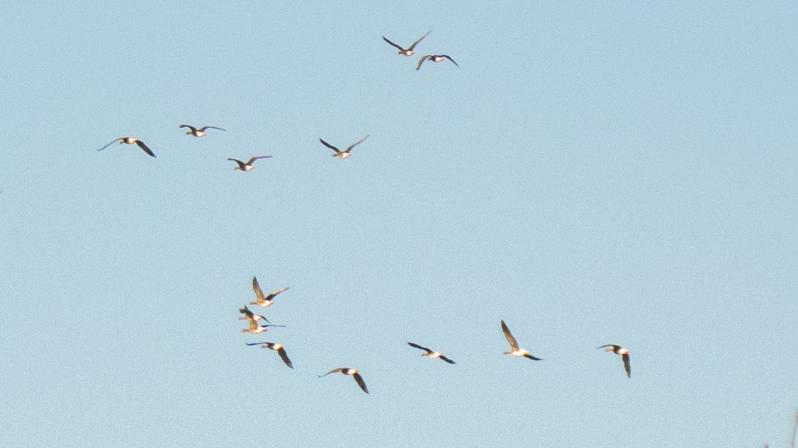 Greater White-fronted Goose - ML630334541