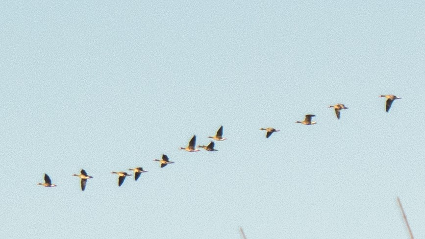 Greater White-fronted Goose - ML630334542